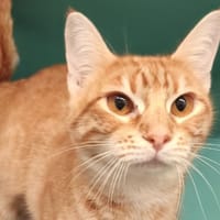 DANCING (En cours d'adoption), chatte à adopter