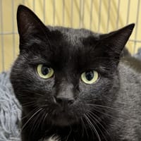 Titoo, chat à adopter