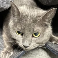 NUAGE, chatte à adopter