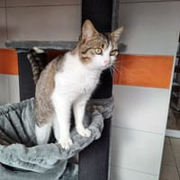 Cosmo, chat à adopter