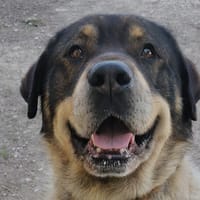 LOUBO, chien à adopter