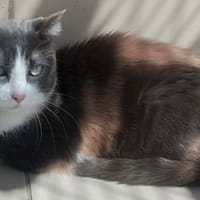 Lila, chatte à adopter