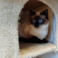 MINO, chat à adopter