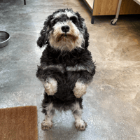 SUCHI, chienne à adopter