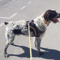 Albus, chien à adopter