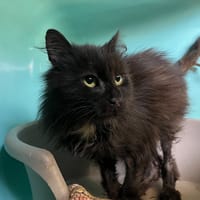 MUMBI, chat à adopter