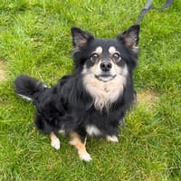 DIEGO, chien à adopter