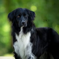 Batman, chien à adopter