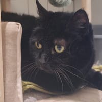 IRIS, chatte à adopter