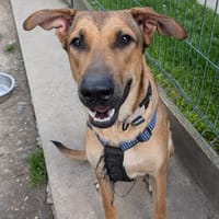 THIBAULT, chien à adopter