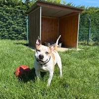 TYRON, chien à adopter