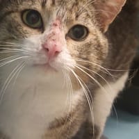 GAUDI, chat à adopter