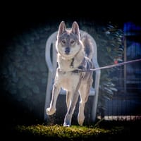 Alpha, chien à adopter