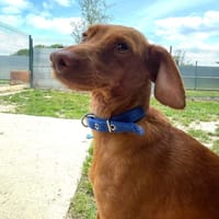 ZIGGY, chien à adopter