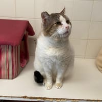 ZOREILLE, chat à adopter