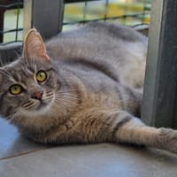 Petit Nuage, chat à adopter
