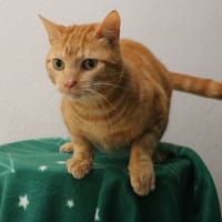 CARAMEL HAB17560, chat à adopter