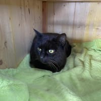 TITI, chat à adopter