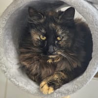 Clarinette, chatte à adopter