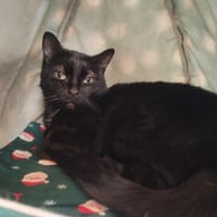 NERAH, chatte à adopter