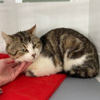 BONHEUR, chat à adopter