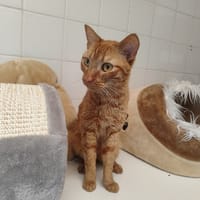 XYLO, chat à adopter