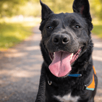 ANOKI QCN, chien à adopter