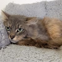 MAELO, chat à adopter