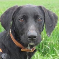 MILAN, chien à adopter