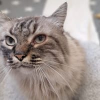 APACHE, chat à adopter