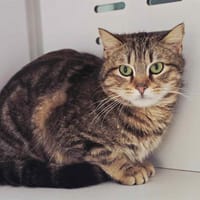 BAMBOO, chat à adopter