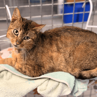 FOLLET, chat à adopter