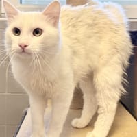 WHITE, chat à adopter