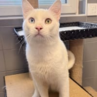 MIMISOU, chat à adopter