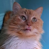 Myrtille, chatte à adopter