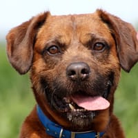 NAYKO, chien à adopter