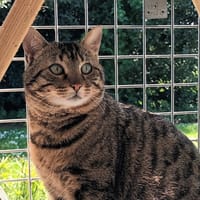 ASTALOS QCT, chat à adopter