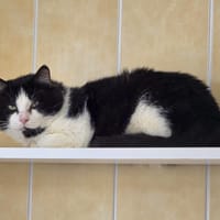Félix, chat à adopter