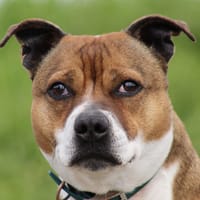 NAYA, chienne à adopter