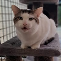 NINOU, chat à adopter