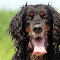 JACK, chien à adopter