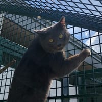 PONGO, chat à adopter