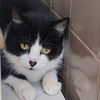 GAIA, chatte à adopter