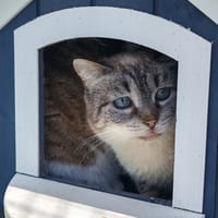 FLEURY, chat à adopter