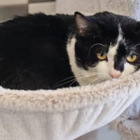 LACK, chat à adopter