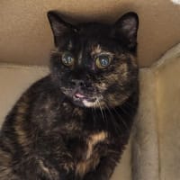 IRIS 2, chatte à adopter