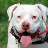 OLAF, chien à adopter