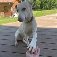 SISUCA, chienne à adopter
