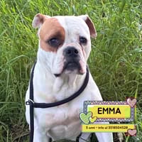 EMMA, cane femmina da adottare