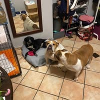 Zara, suczka do adopcji